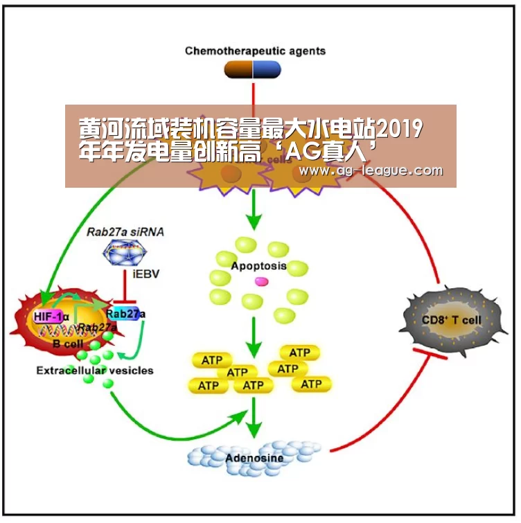 黄河流域装机容量最大水电站2019年年发电量创新高‘AG真人’(图1) AG娱乐
